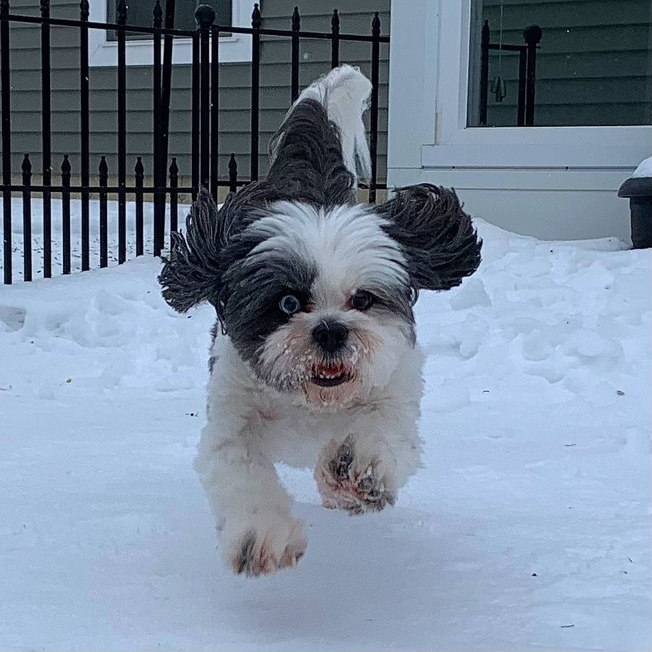 Blue is registered to the contest to win money with this photo: canidae, carnivore, companion_dog, dog, dog_breed, dog_supply, door, fence, freezing, fur, shih_tzu, small_terrier, snout, snow, sporting_group, terrier, toy_dog, window, winter, working_animal