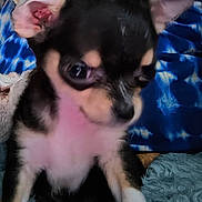 Purdie is registered to the contest to win money with this photo: animal, background, black_fur, blur, chihuahua, closeup, cute, dog, ears, eye, face, fur, indoor, pet, puppy, small_dog, snout, soft_texture, tan_fur, white_fur