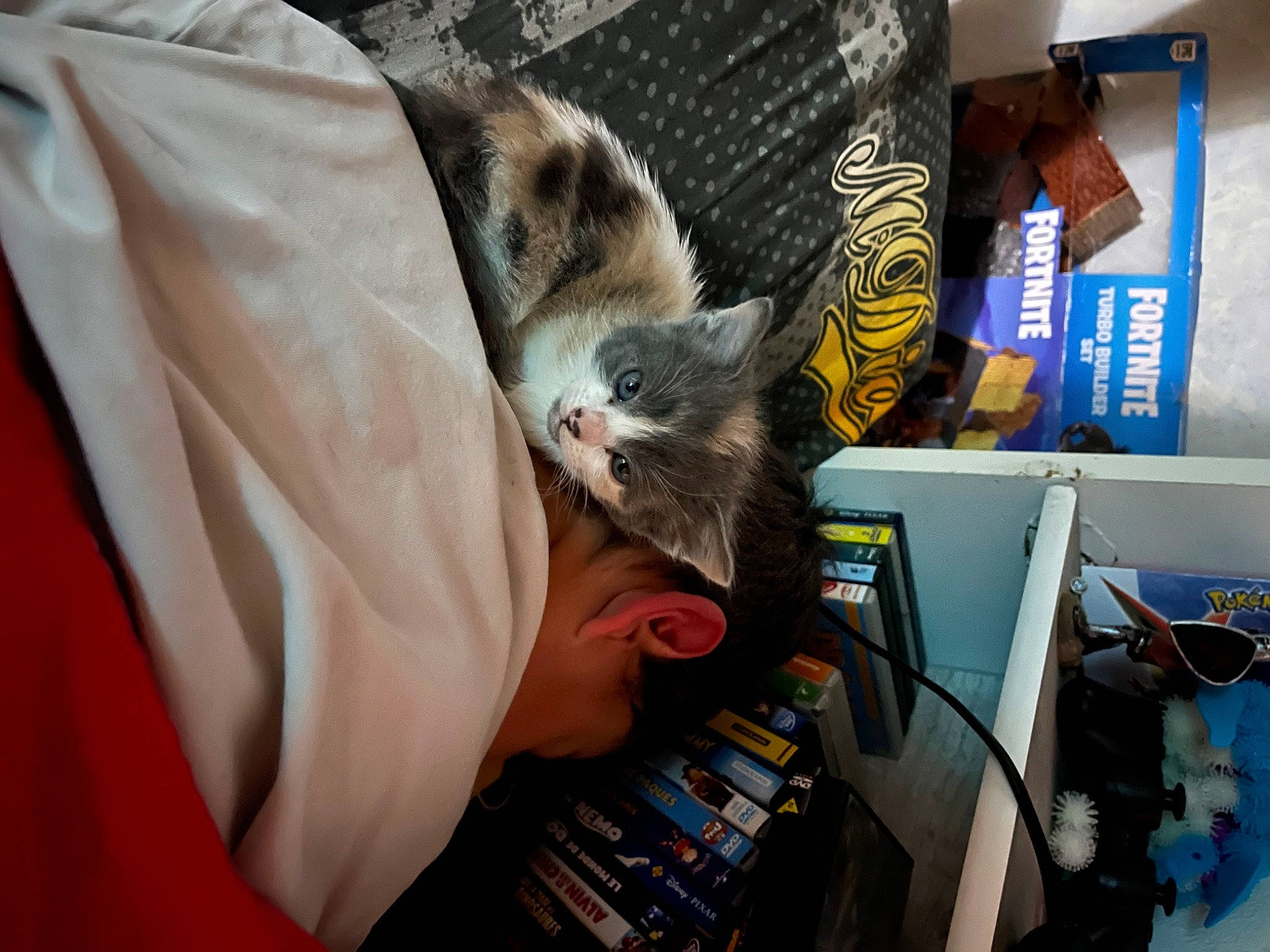 Curly a rejoint le concours — aidez-le/la à gagner de superbes lots ! audio_equipment, bookcase, box, carnivore, cat, comfort, domestic_short_haired_cat, eyewear, felidae, fur, gadget, machine, publication, room, shelf, small_to_medium_sized_cats, t_shirt, whiskers