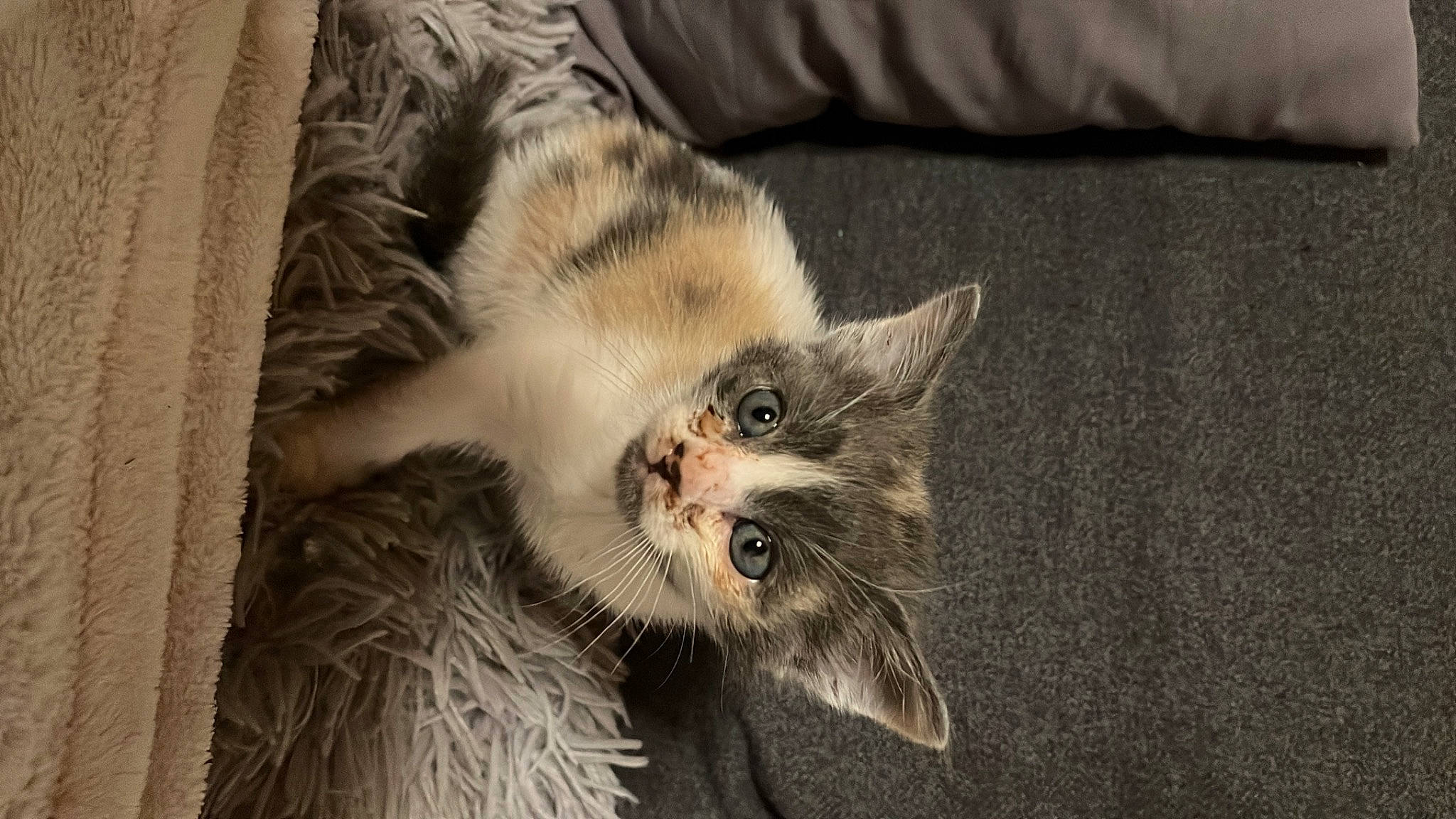 Curly participe au concours pour gagner de l'argent avec cette photo : carnivore, cat, claw, comfort, couch, curtain, domestic_short_haired_cat, felidae, flooring, fur, grey, paw, small_to_medium_sized_cats, snout, tail, terrestrial_animal, whiskers, wood