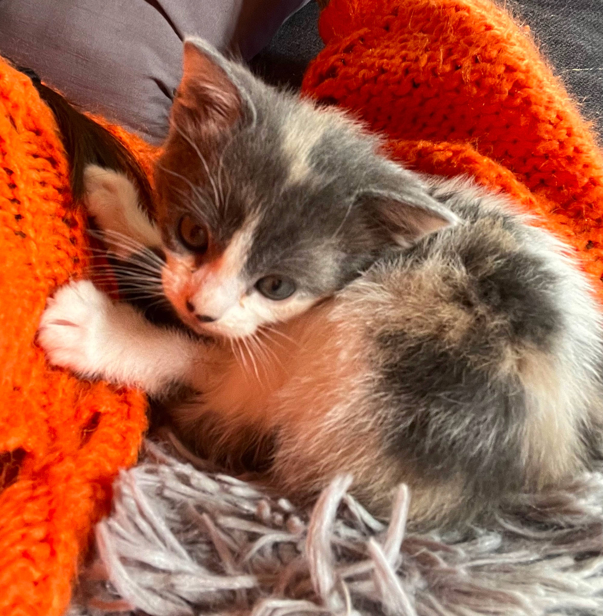 Curly a rejoint le concours — aidez-le/la à gagner de superbes lots ! carnivore, cat, cat_supply, claw, comfort, domestic_short_haired_cat, fawn, felidae, fur, human_leg, lap, nap, orange, paw, small_to_medium_sized_cats, snout, tail, thread, whiskers, wool