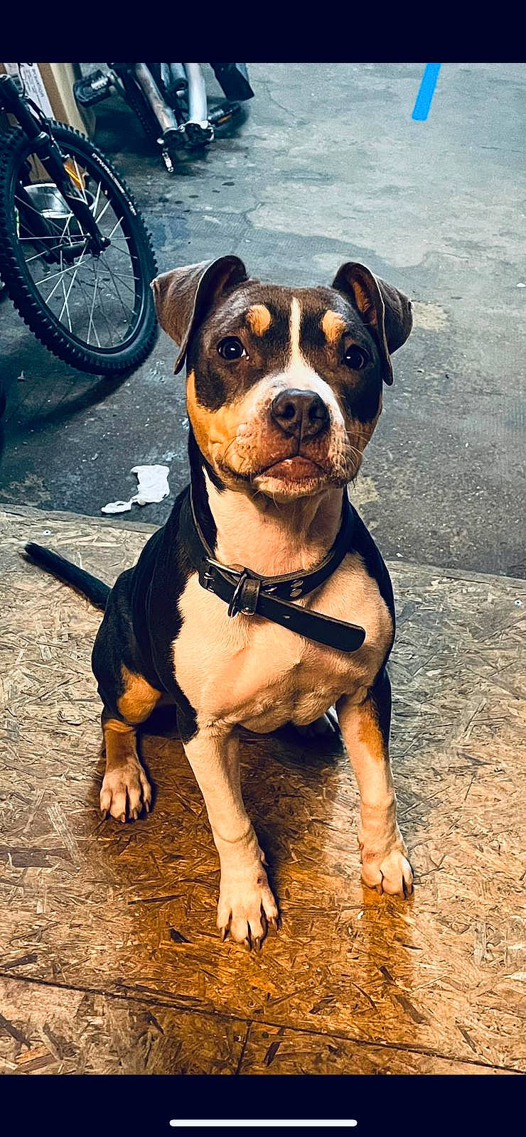 Tornade participe au concours pour gagner de l'argent avec cette photo : automotive_tire, bicycle, bicycle_fork, bicycle_tire, bicycle_wheel, bicycle_wheel_rim, bicycles_equipment_and_supplies, carnivore, collar, companion_dog, dog, dog_breed, dog_collar, fawn, fender, snout, sporting_group, tire, wheel, working_animal