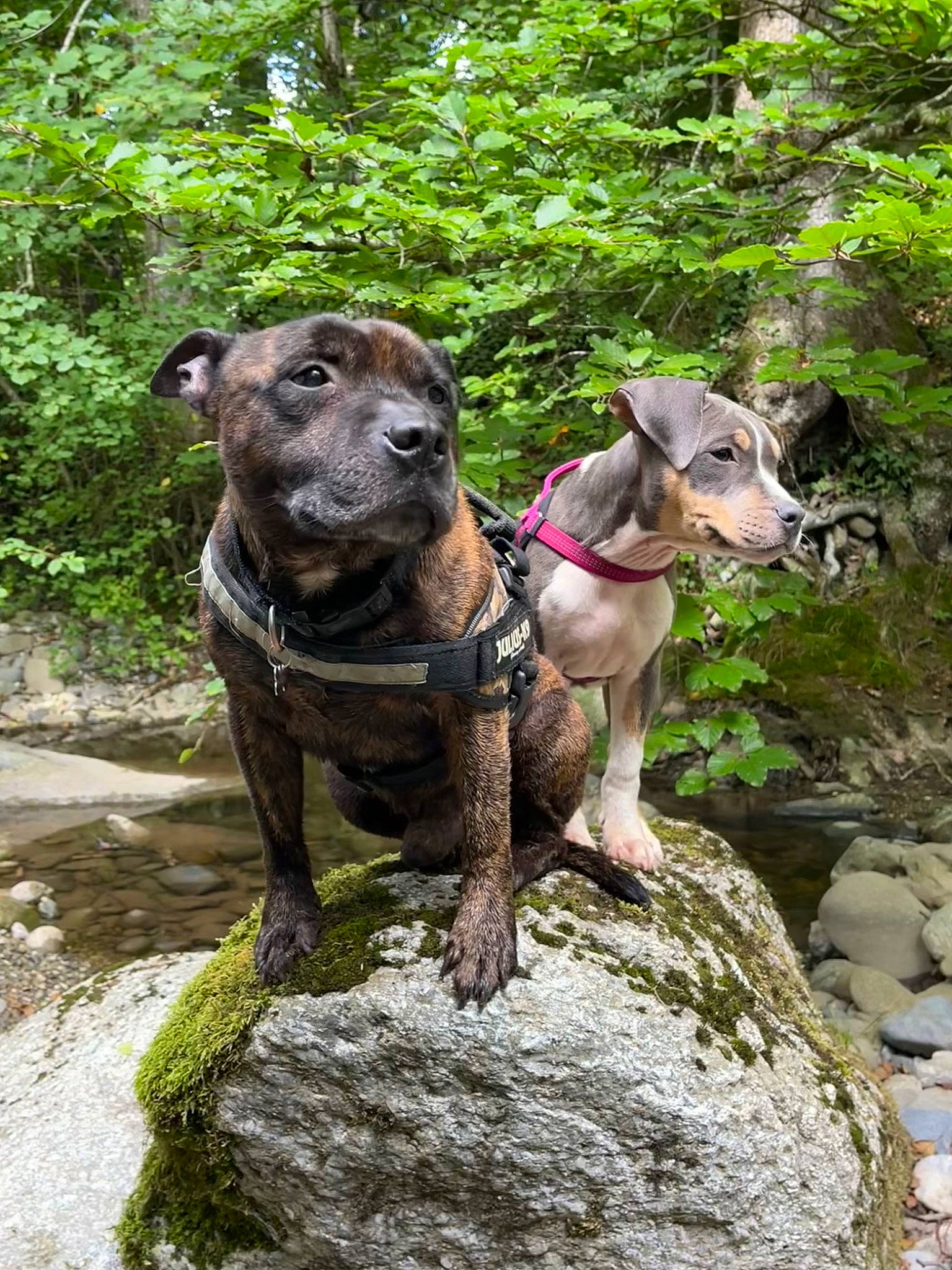 Tornade a rejoint le concours — aidez-le/la à gagner de superbes lots ! adventure, bedrock, canidae, carnivore, collar, companion_dog, dog, dog_breed, dog_collar, fawn, guard_dog, liver, pet_supply, plant, rock, snout, sporting_group, terrestrial_animal, tree, working_animal