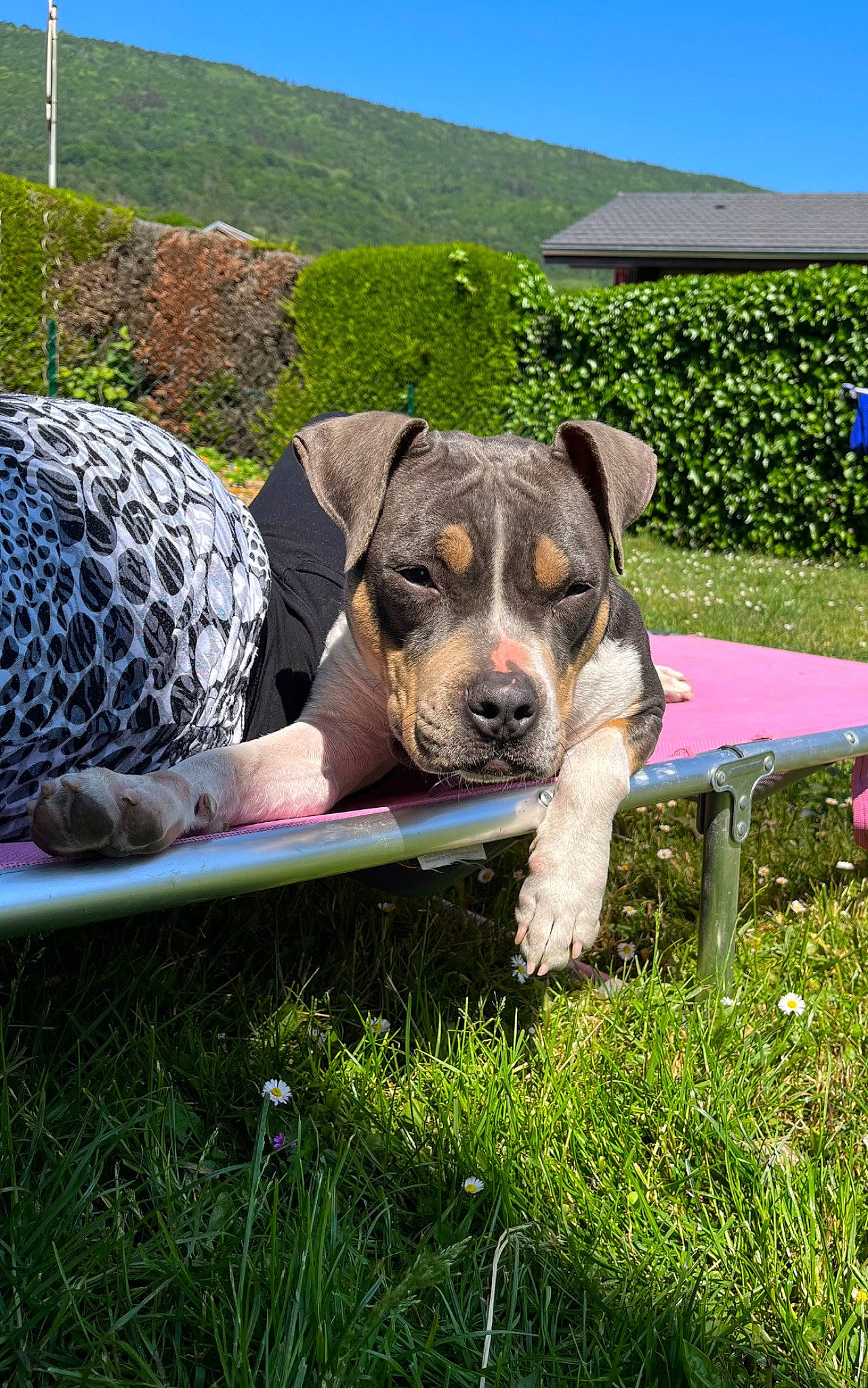 Tornade a rejoint le concours — aidez-le/la à gagner de superbes lots ! canidae, carnivore, companion_dog, dog, dog_breed, fawn, garden, grass, grass_family, grassland, groundcover, landscape, lawn, leisure, pasture, plant, recreation, sky, sporting_group, working_animal