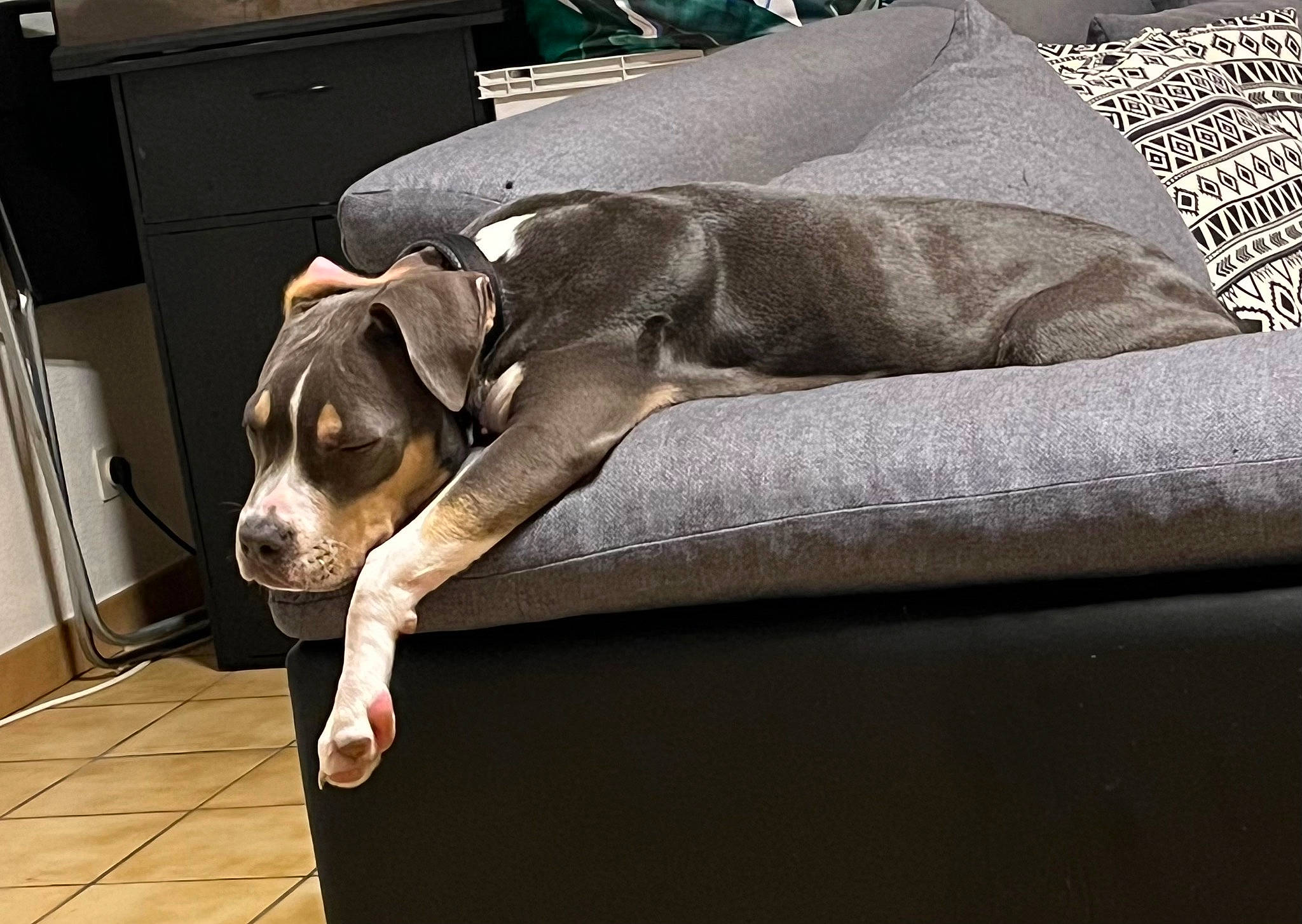 Tornade participe au concours pour gagner de l'argent avec cette photo : beagle_harrier, bored, canidae, carnivore, comfort, companion_dog, dog, dog_breed, fawn, flooring, hardwood, hound, non_sporting_group, pet_supply, puppy, scent_hound, snout, sporting_group, working_animal