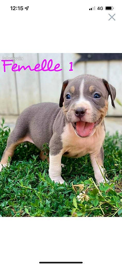 Tornade a rejoint le concours — aidez-le/la à gagner de superbes lots ! ancient_dog_breeds, canidae, carnivore, collar, companion_dog, dog, dog_breed, fawn, fur, grass, liver, non_sporting_group, plant, snout, sporting_group, terrestrial_animal, whiskers, working_animal, working_dog