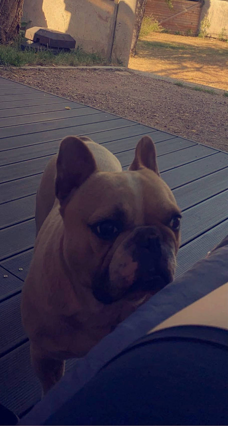 Mylo participe au concours pour gagner de l'argent avec cette photo : bulldog, canidae, carnivore, companion_dog, dog, dog_breed, ear, fawn, flooring, grass, morning, plant, sky, snout, sporting_group, terrestrial_animal, toy_dog, whiskers, wood, working_animal