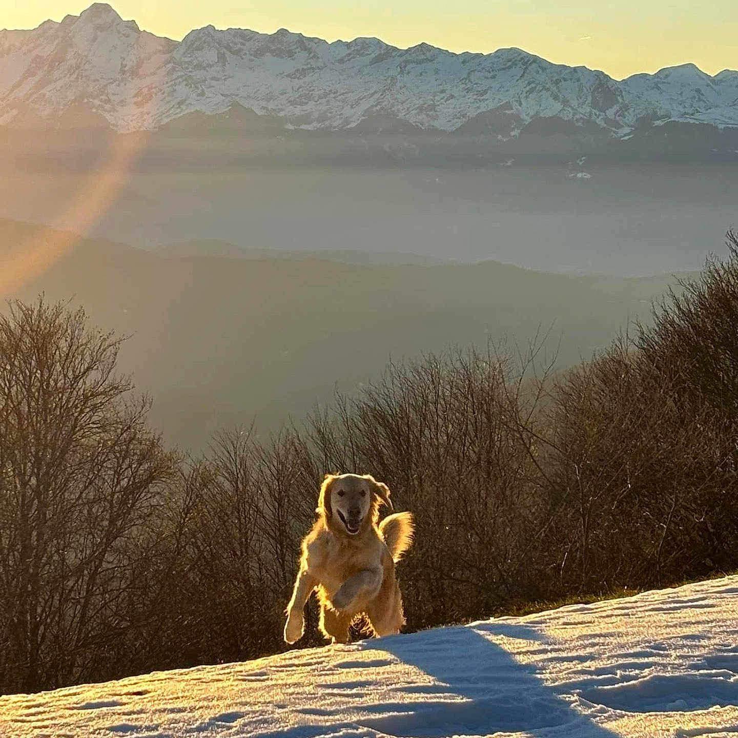 Floki a rejoint le concours — aidez-le/la à gagner de superbes lots ! dog, golden_retriever, snow, mountains, sunset, nature, outdoor, trees, shadow, field, happy, running, animal, landscape, winter, playful, sky, sunlight, scenery, wildlife