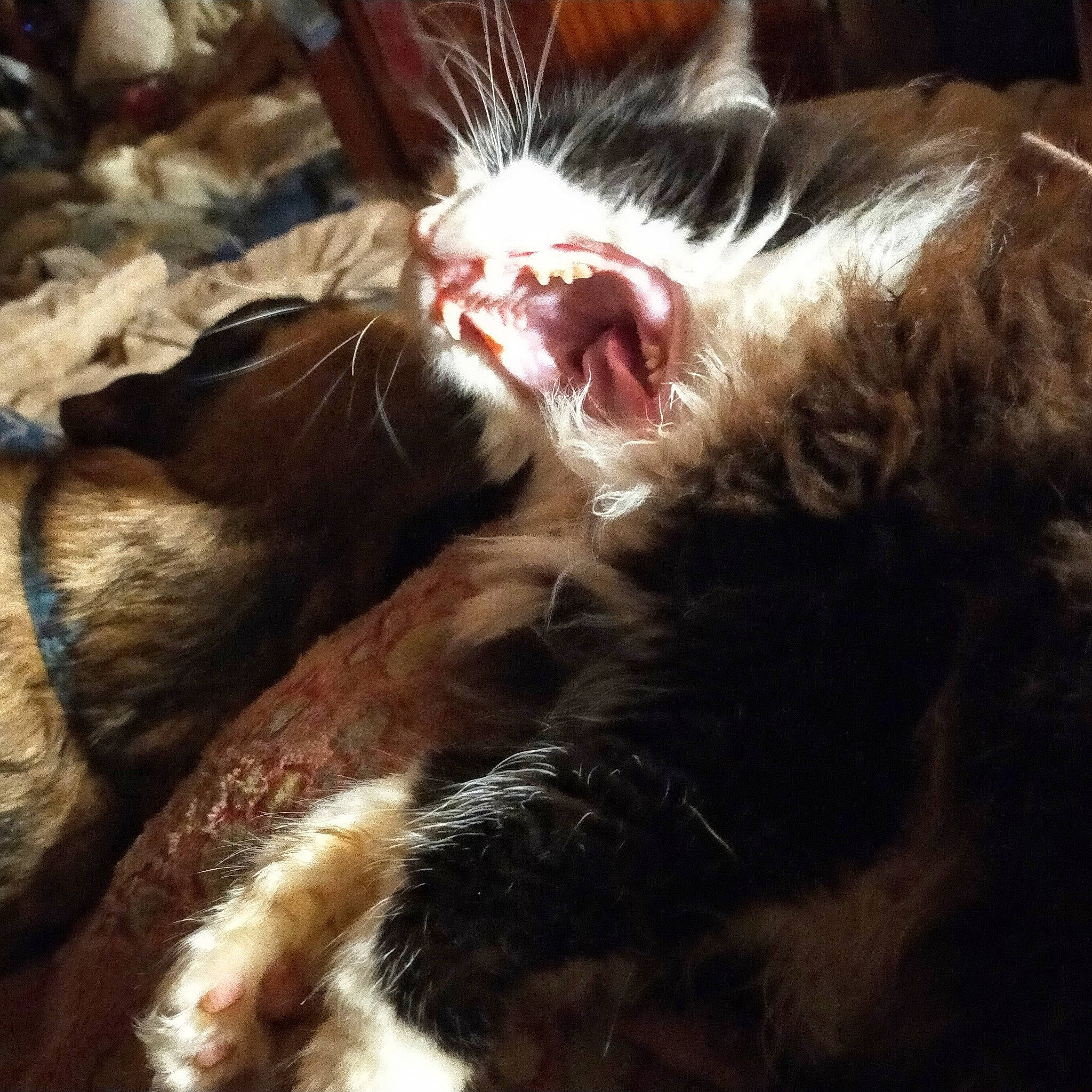 Paikston participe au concours pour gagner de l'argent avec cette photo : carnivore, cat, claw, close_up, comfort, dog_breed, ear, eye, fawn, felidae, fur, liver, mammal, paw, small_to_medium_sized_cats, snout, sporting_group, tail, vertebrate, whiskers