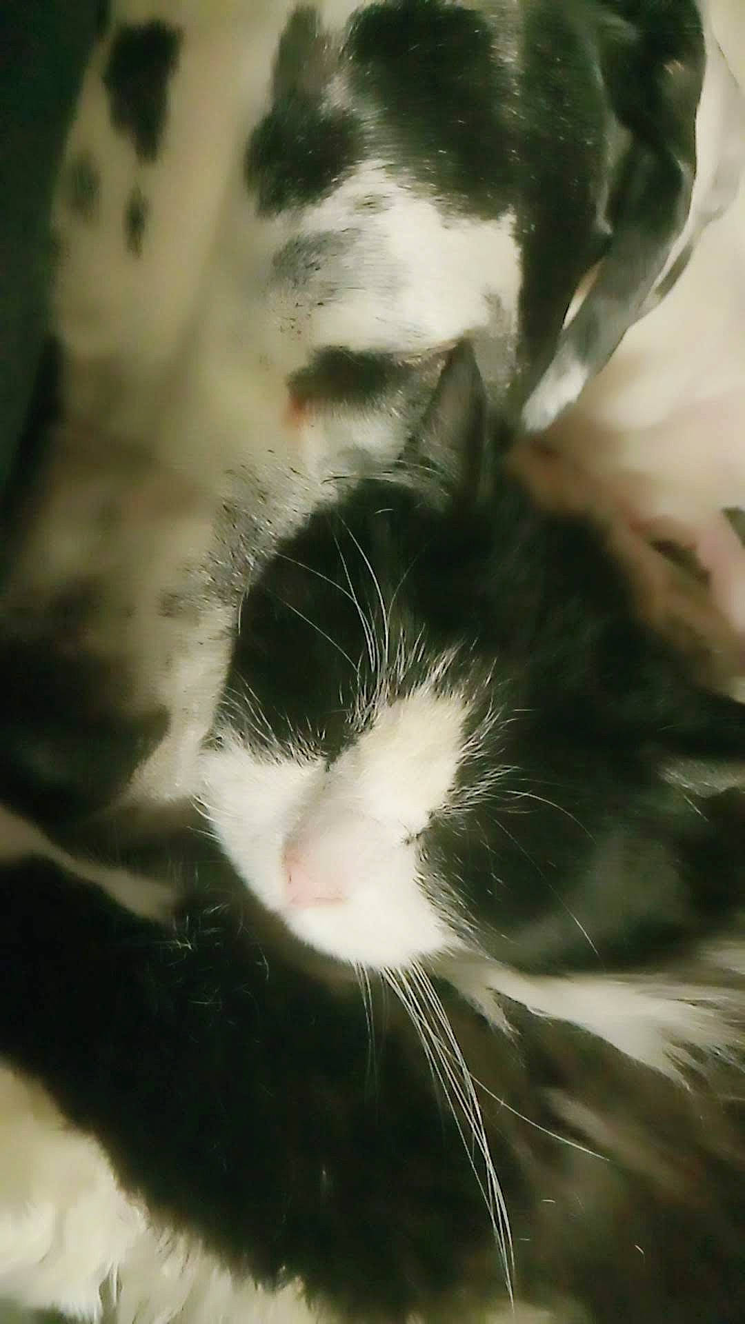 Paikston a rejoint le concours — aidez-le/la à gagner de superbes lots ! beauty, carnivore, cat, close_up, cloud, domestic_short_haired_cat, felidae, fur, grass, monochrome, monochrome_photography, nose, organism, paw, plant, small_to_medium_sized_cats, snout, tail, whiskers, window