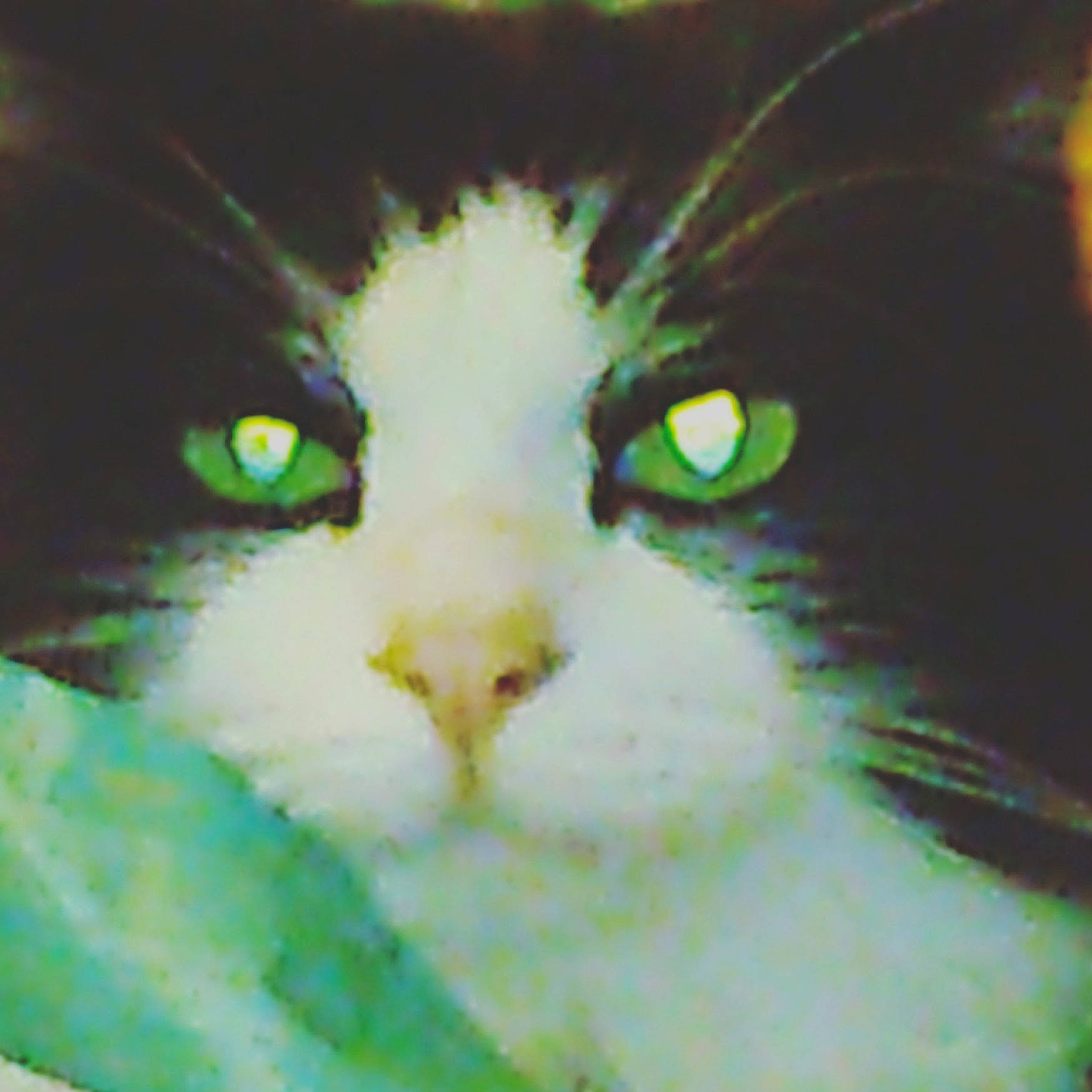 Paikston participe au concours pour gagner de l'argent avec cette photo : carnivore, cat, domestic_short_haired_cat, eye, felidae, fur, grass, head, macro_photography, plant, small_to_medium_sized_cats, snout, terrestrial_animal, whiskers