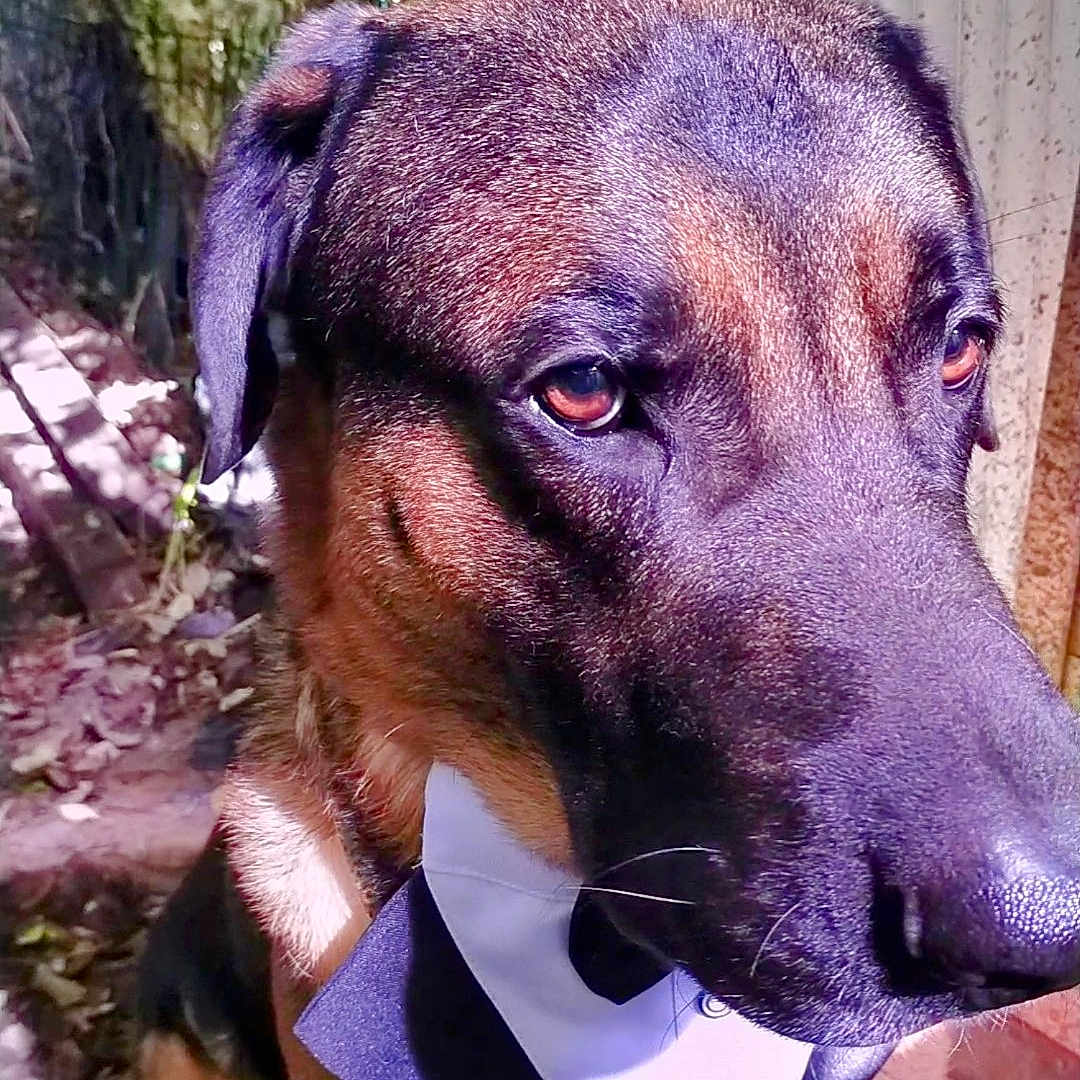 Paik participe au concours pour gagner de l'argent avec cette photo : animal, architecture, backyard, boxer, bulldog, canine, dog, fence, grass, greatdane, hound, nature, outdoors, pet, plant, pottedplant, puppy, purple, snout, yard