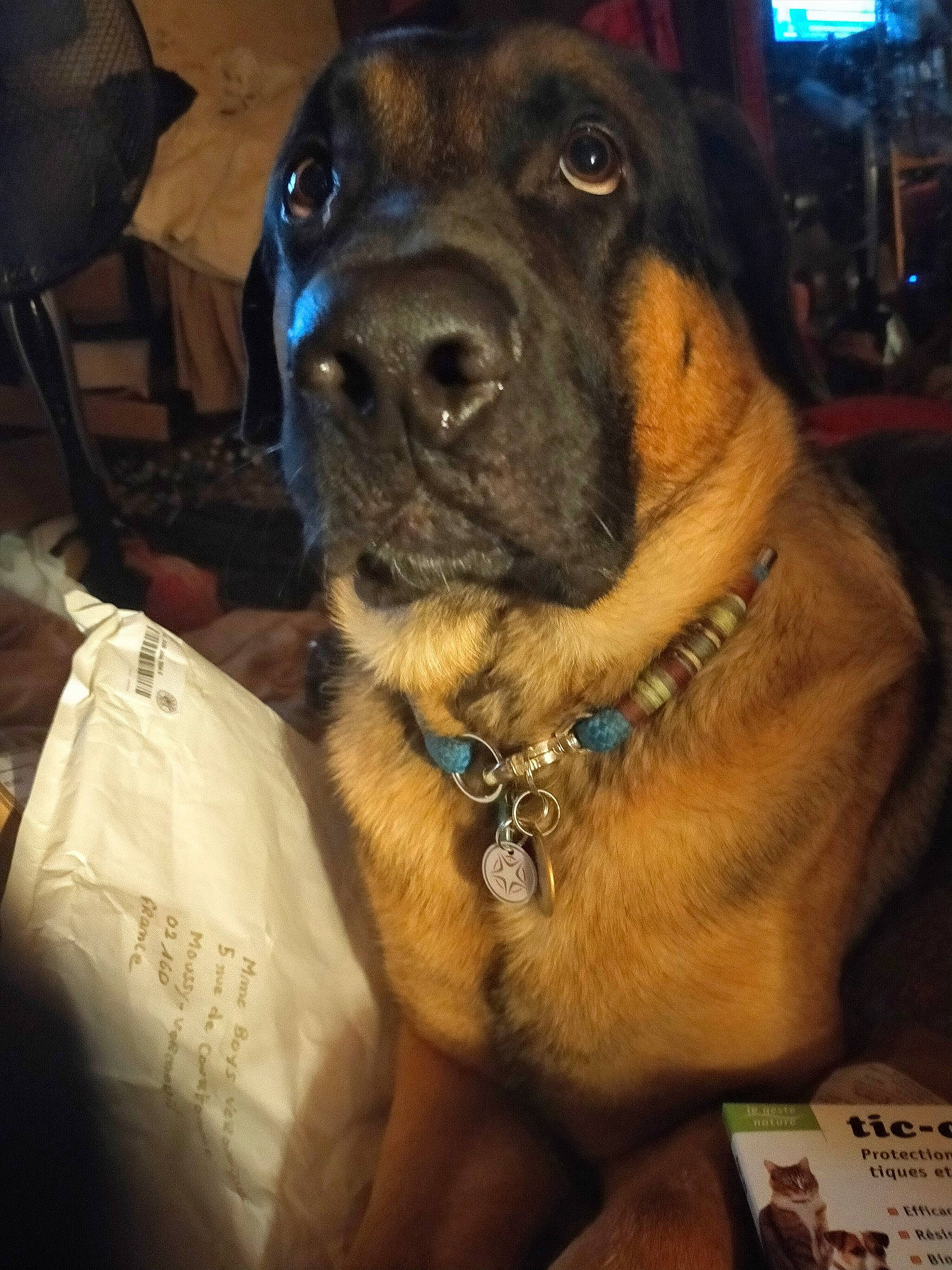 Paik participe au concours pour gagner de l'argent avec cette photo : canidae, carnivore, collar, companion_dog, dog, dog_breed, dog_collar, fawn, fur, giant_dog_breed, guard_dog, metal, sporting_group, whiskers, working_animal, working_dog