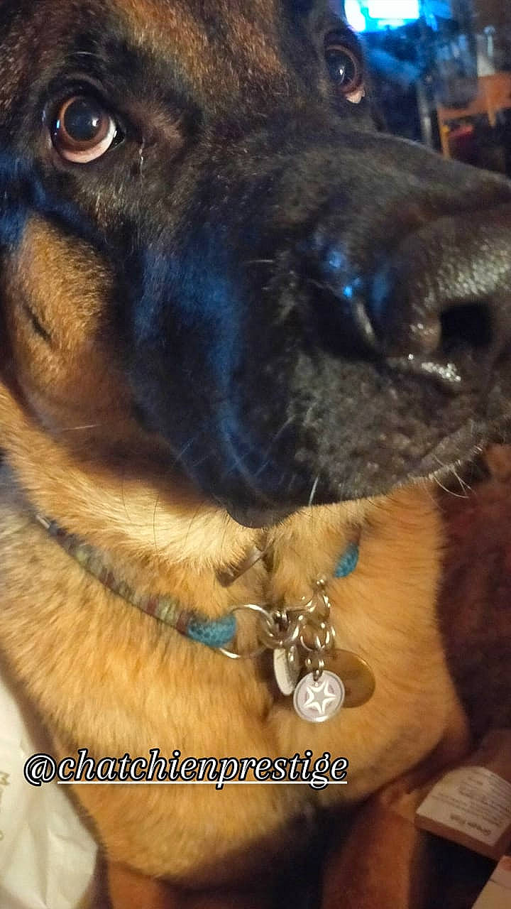Paik participe au concours pour gagner de l'argent avec cette photo : body_jewelry, carnivore, close_up, collar, companion_dog, dog, dog_breed, dog_collar, ear, fashion_accessory, fawn, fur, german_shepherd_dog, jewellery, liver, pet_supply, snout, terrestrial_animal, whiskers, working_animal
