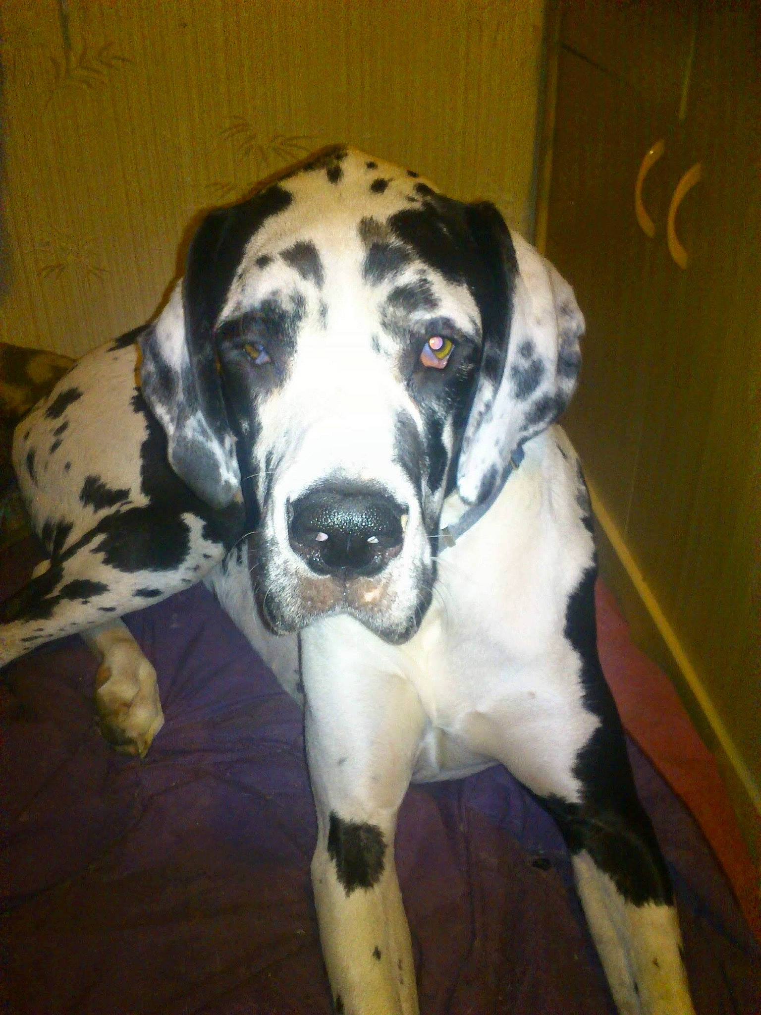 Vicky a rejoint le concours — aidez-le/la à gagner de superbes lots ! canidae, carnivore, companion_dog, dalmatian, dog, dog_breed, fawn, fur, great_dane, guard_dog, non_sporting_group, snout, sporting_group, whiskers, working_animal