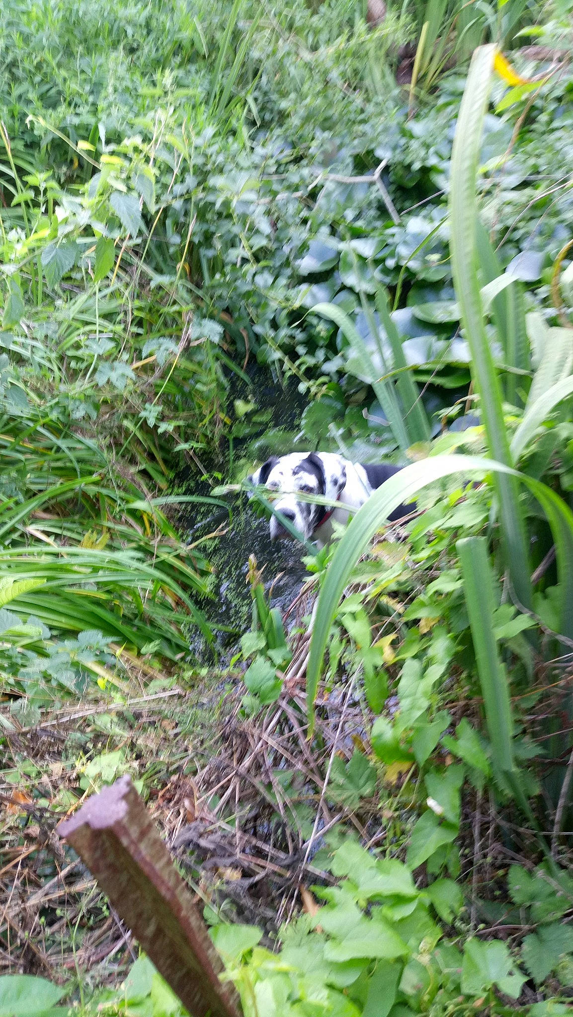 Vicky a rejoint le concours — aidez-le/la à gagner de superbes lots ! biome, carnivore, dog, dog_breed, forest, garden, grass, grass_family, groundcover, jungle, natural_environment, plant, plant_community, shrub, sporting_group, terrestrial_animal, terrestrial_plant, vegetation, wood, working_animal