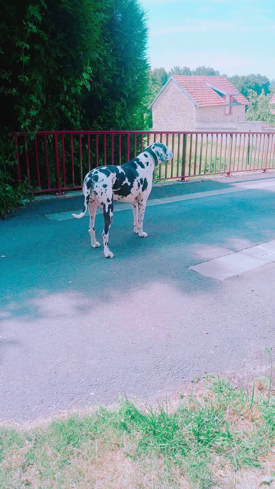 Vicky a rejoint le concours — aidez-le/la à gagner de superbes lots ! asphalt, carnivore, companion_dog, dalmatian, dog, dog_breed, electric_blue, fawn, grass, green, leisure, plant, road, road_surface, sky, snout, sporting_group, tail, terrestrial_animal, tree