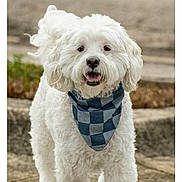 Nicholas is registered to the contest to win money with this photo: dog, white_dog, fluffy, curly_fur, pet, canine, bandana, plaid, smiling, open_mouth, portrait, outdoor, steps, stone, garden, sitting_area, standing, companion_animal, closeup, happy