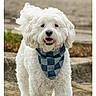dog, white_dog, fluffy, curly_fur, pet, canine, bandana, plaid, smiling, open_mouth, portrait, outdoor, steps, stone, garden, sitting_area, standing, companion_animal, closeup, happy