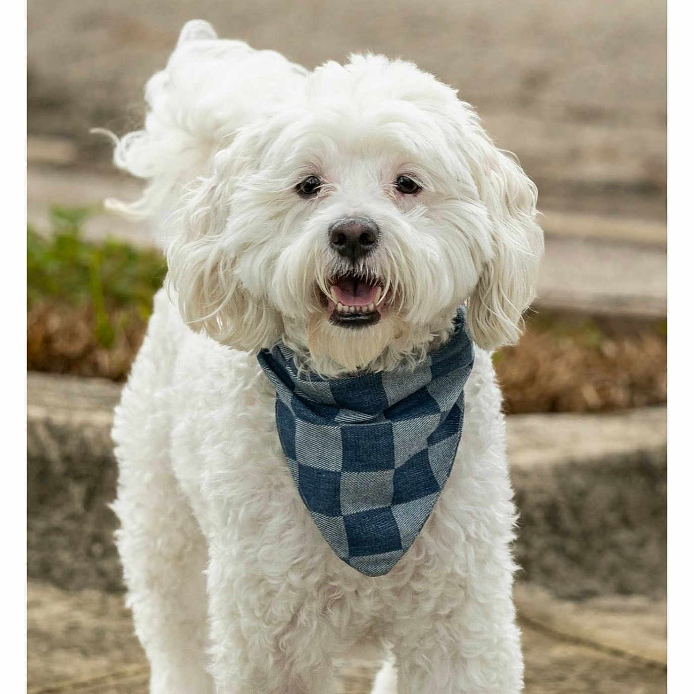 Nicholas is registered to the contest to win money with this photo: dog, white_dog, fluffy, curly_fur, pet, canine, bandana, plaid, smiling, open_mouth, portrait, outdoor, steps, stone, garden, sitting_area, standing, companion_animal, closeup, happy