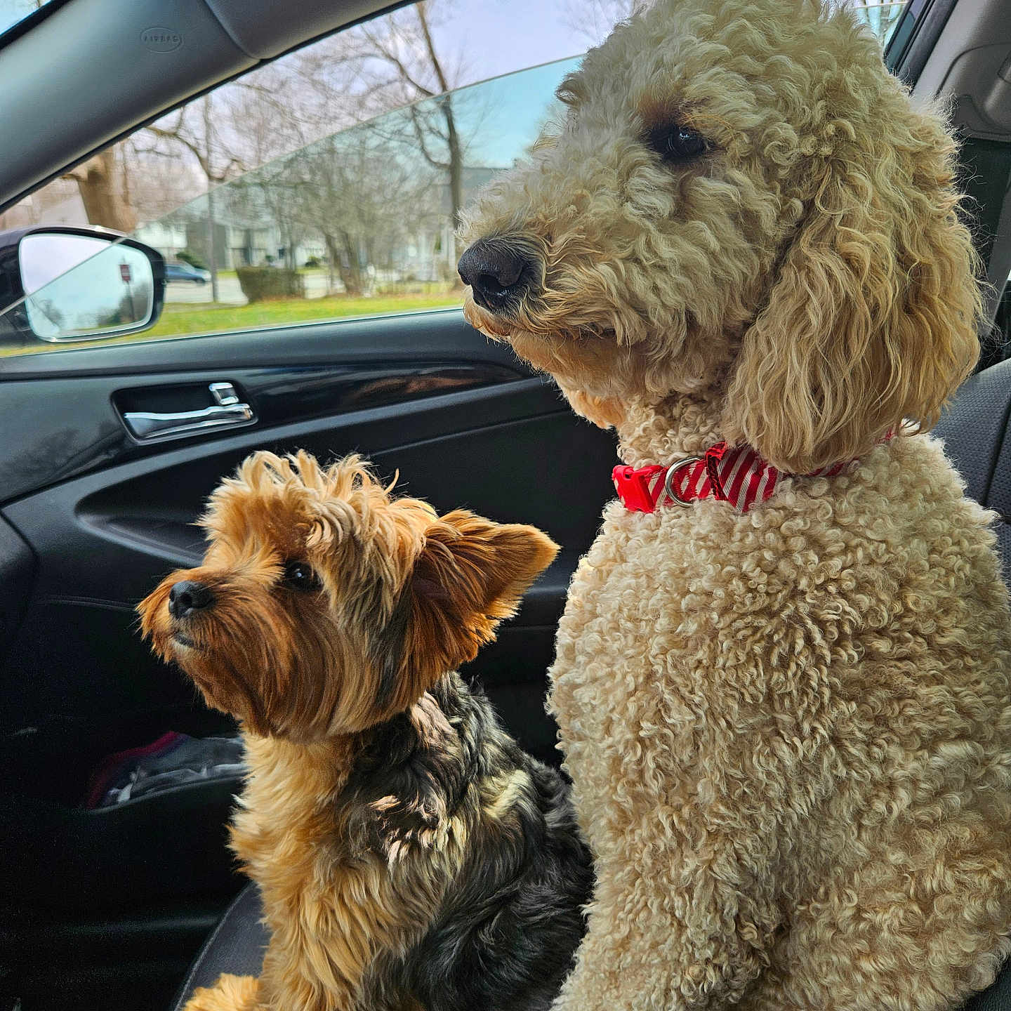 Izzy joined the competition — help win amazing prizes! airedale, alloywheel, animal, canine, car, carwheel, cushion, dog, homedecor, machine, pet, poodle, puppy, spoke, terrier, tire, transportation, vehicle, wheel, whitedog