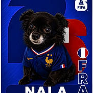 Nala a rejoint le concours — aidez-le/la à gagner de superbes lots ! dog, black_dog, pet, animal, sports_jersey, soccer, fifa, blue_background, red_background, number_23, text, logo, cute, portrait, fan_gear, small_dog, chihuahua, clothing, mascot, sports