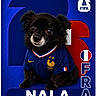 dog, black_dog, pet, animal, sports_jersey, soccer, fifa, blue_background, red_background, number_23, text, logo, cute, portrait, fan_gear, small_dog, chihuahua, clothing, mascot, sports