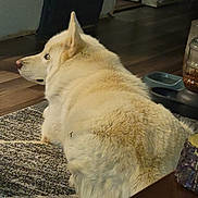 Alaska is registered to the contest to win money with this photo: animal, calm, carpet, companion, cream_colored, dog, domestic, feeding_station, floor, fluffy, fur, home, indoor, mammal, pet, quiet, relaxed, resting, side_view, wooden_floor