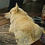 animal, calm, carpet, companion, cream_colored, dog, domestic, feeding_station, floor, fluffy, fur, home, indoor, mammal, pet, quiet, relaxed, resting, side_view, wooden_floor