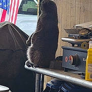 Sheba joined the competition — help win amazing prizes! cat, indoor, sitting, side_view, feline, metal_shelf, american_flag, vehicle, doorway, kitchen_appliance, container, clutter, curious, pet, furry, domestic_animal, wooden_wall, natural_light, household, still_life