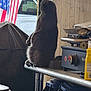 american_flag, cat, clutter, container, curious, domestic_animal, doorway, feline, furry, household, indoor, kitchen_appliance, metal_shelf, natural_light, pet, side_view, sitting, still_life, vehicle, wooden_wall