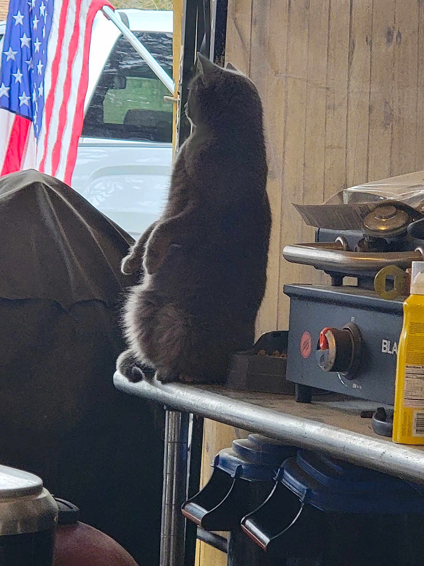 Sheba joined the competition — help win amazing prizes! cat, indoor, sitting, side_view, feline, metal_shelf, american_flag, vehicle, doorway, kitchen_appliance, container, clutter, curious, pet, furry, domestic_animal, wooden_wall, natural_light, household, still_life