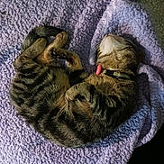 Belly joined the competition — help win amazing prizes! cat, tabby, sleeping, curled_up, pet, feline, collar, striped_fur, blanket, purple, cozy, resting, indoor, animal, cute, fur, whiskers, nap, soft_texture, relaxation