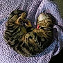 cat, tabby, sleeping, curled_up, pet, feline, collar, striped_fur, blanket, purple, cozy, resting, indoor, animal, cute, fur, whiskers, nap, soft_texture, relaxation