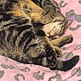 Belly is registered to the contest to win money with this photo: animal, blanket, cat, cozy, curled_up, cute, domestic_cat, feline, fur, indoor, mammal, paw, pet, pink, relaxed, resting, sleeping, soft, tabby, whiskers