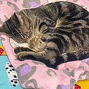 Belly is registered to the contest to win money with this photo: animal, blanket, cat, colorful, cozy, curled_up, cute, dog_illustration, domestic_cat, feline, fur, indoor, nap, patterned_blanket, pet, relaxed, resting, sleeping, soft_texture, tabby_cat