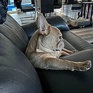 Gunny joined the competition — help win amazing prizes! animal, chairs, couch, dog, domestic, floor, french_bulldog, furniture, home_interior, indoor, leather, living_room, modern, pet, pet_crate, relaxed, shoes, stretching, table, window