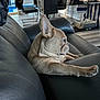 animal, chairs, couch, dog, domestic, floor, french_bulldog, furniture, home_interior, indoor, leather, living_room, modern, pet, pet_crate, relaxed, shoes, stretching, table, window