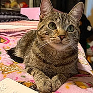Tsuki joined the competition — help win amazing prizes! animal, bed, blanket, cat, closeup, cozy, cute, domestic, ears, feline, fur, green_eyes, indoor, mammal, pet, relaxed, resting, soft, tabby_cat, whiskers