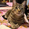 animal, bed, blanket, cat, closeup, cozy, cute, domestic, ears, feline, fur, green_eyes, indoor, mammal, pet, relaxed, resting, soft, tabby_cat, whiskers