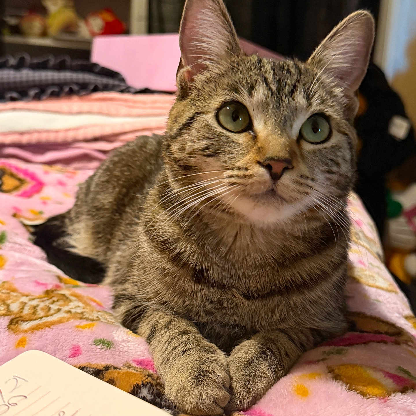 Tsuki