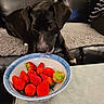 Happy participe au concours pour gagner de l'argent avec cette photo : dog, black_dog, strawberries, bowl, table, couch, blanket, indoor, pet, curious, fruit, snack, closeup, food, furniture, domestic_animal, leisure, home, resting, animal