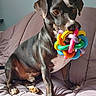 dog, black_dog, toy, colorful_toy, couch, indoor, pet, animal, sitting, sunlight, bright, playful, cute, fur, ears, whiskers, nose, paws, relaxed, home