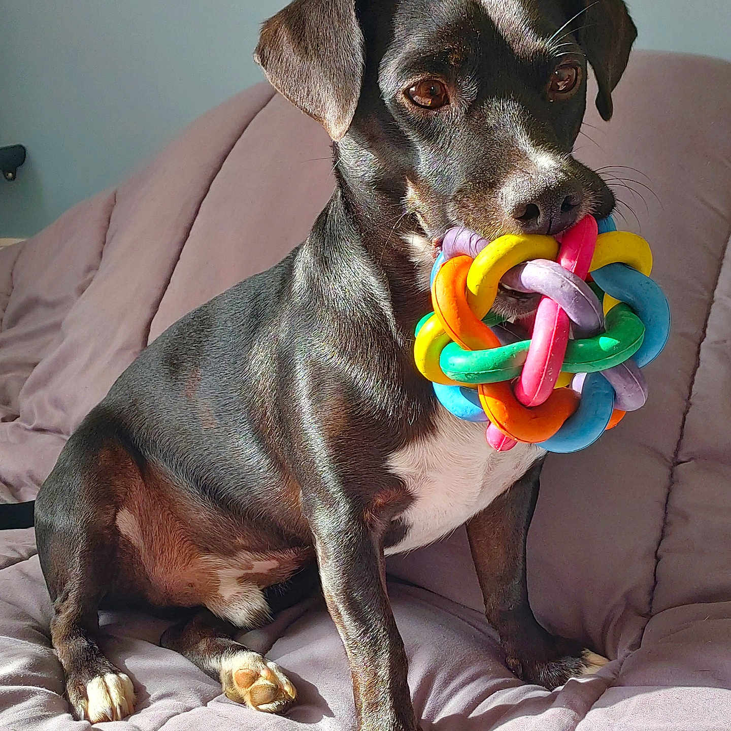 Happy a rejoint le concours — aidez-le/la à gagner de superbes lots ! dog, black_dog, toy, colorful_toy, couch, indoor, pet, animal, sitting, sunlight, bright, playful, cute, fur, ears, whiskers, nose, paws, relaxed, home