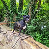 dog, black_dog, white_paws, harness, leash, tree_trunk, forest, greenery, ivy, leaves, outdoor, nature, wood, bark, plant, canine, pet, alert, standing, adventure