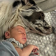 Theo is registered to the contest to win money with this photo: baby, dog, sleeping, blanket, fur, bed, closeup, friendship, cozy, animal, child, peaceful, cute, resting, indoor, portrait, skin, comfort, nap, companion