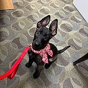 Mari joined the competition — help win amazing prizes! adorable, animal, black_dog, bow, carpet, collar, cute, dog, domestic_animal, ears, floor, indoor, leash, looking_up, patterned_carpet, pet, playful, puppy, sitting, young_dog
