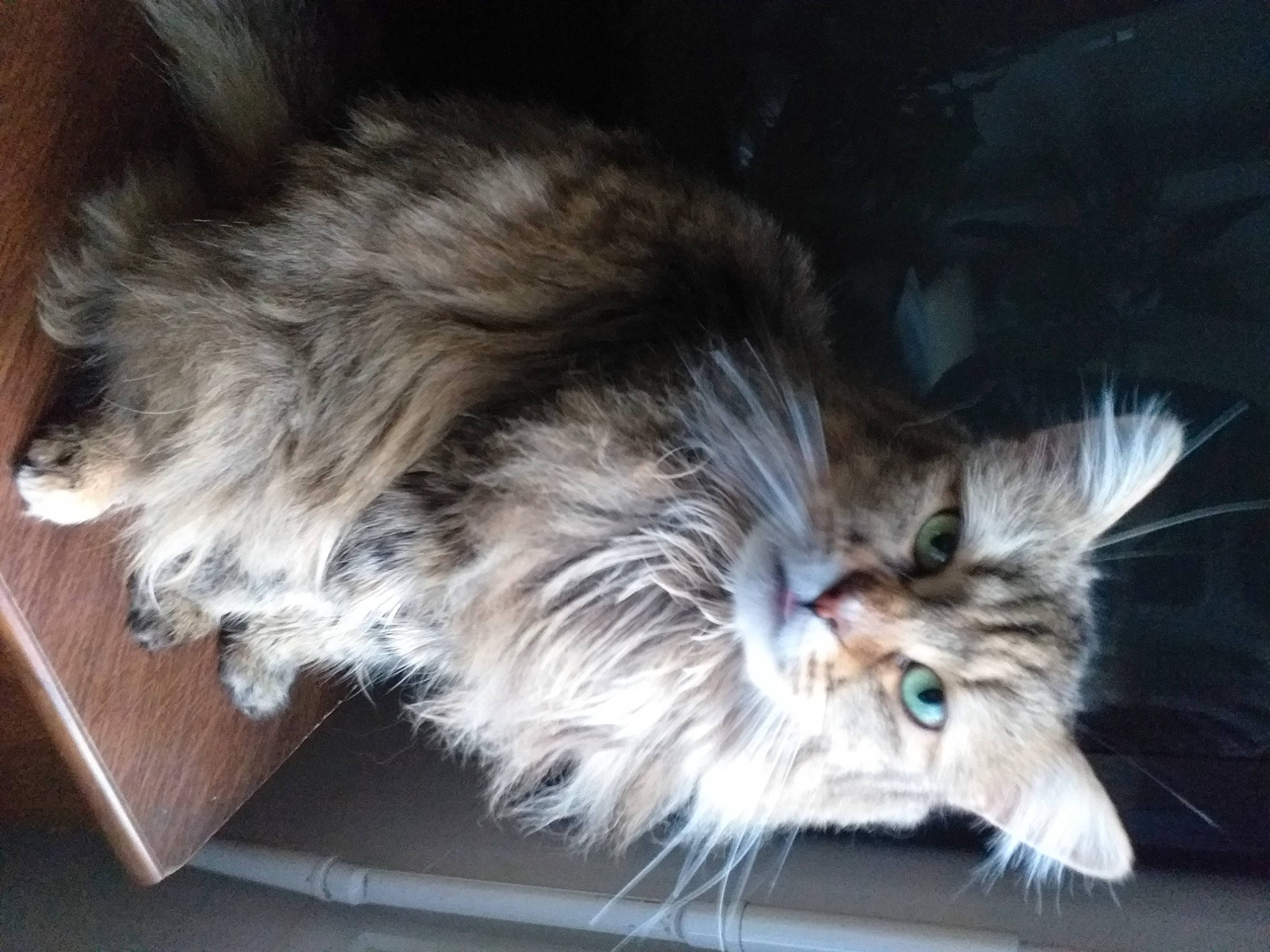 Pupuce a rejoint le concours — aidez-le/la à gagner de superbes lots ! british_longhair, carnivore, cat, claw, felidae, fur, paw, plant, small_to_medium_sized_cats, snout, tail, terrestrial_animal, whiskers