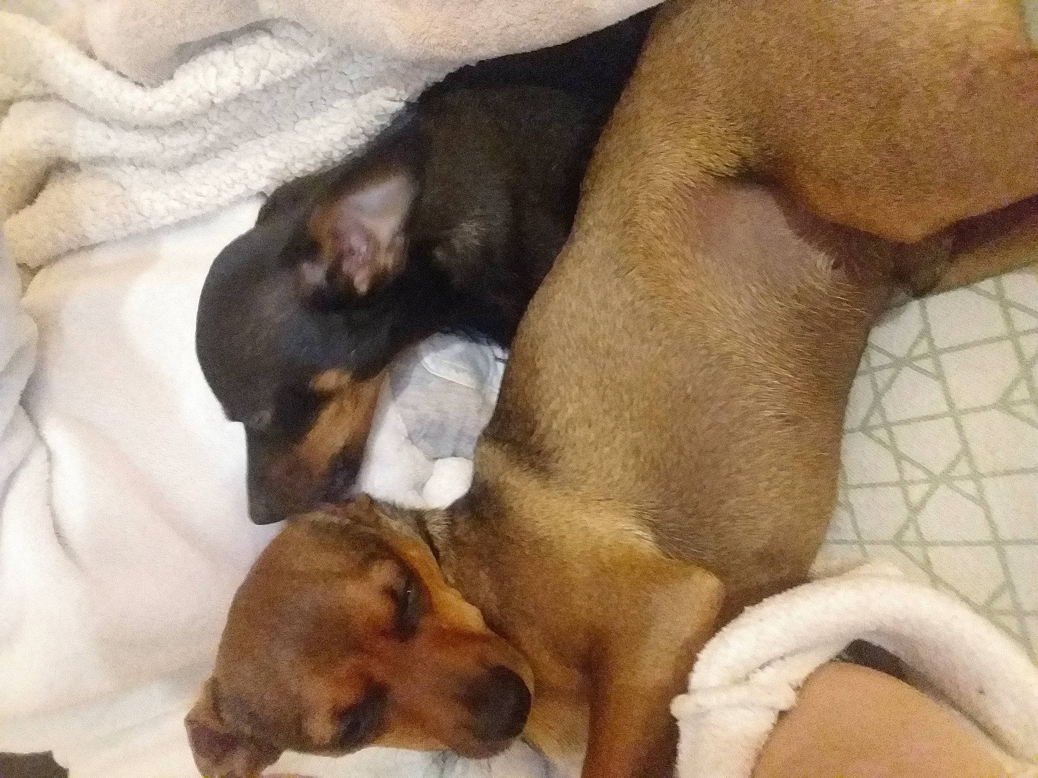 Pepone Et Capone participe au concours pour gagner de l'argent avec cette photo : canidae, carnivore, comfort, companion_dog, dog, dog_breed, fawn, liver, mammal, nap, paw, puppy, snout, sporting_group, tail, terrestrial_animal, vertebrate, working_animal