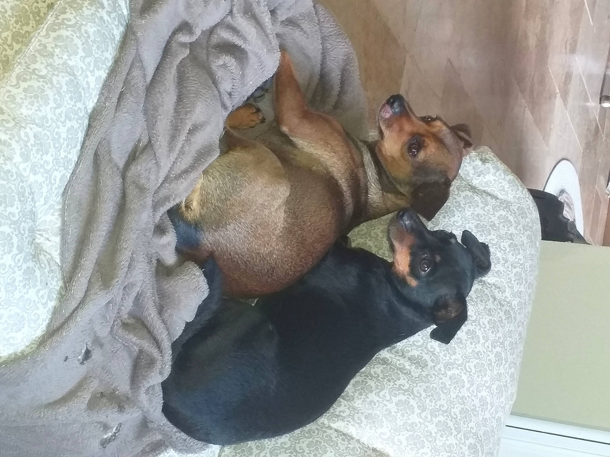 Pepone Et Capone participe au concours pour gagner de l'argent avec cette photo : canidae, carnivore, comfort, companion_dog, dog, dog_breed, dog_supply, fawn, grey, liver, non_sporting_group, snout, sporting_group, terrestrial_animal, whiskers, working_animal